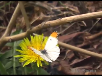 Male orangetip
