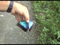 Morpho peleides