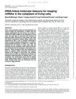 tRNA-linked molecular beacons for imaging mRNAs in the cytoplasm of living cells