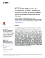 Disruption of bbe02 by Insertion of a Luciferase Gene Increases Transformation Efficiency of Borrelia burgdorferi and Allows Live Imaging in Lyme Disease Susceptible C3H Mice